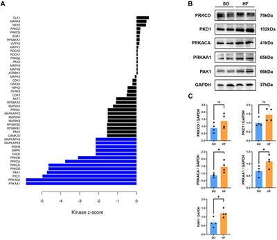 Phosphoproteomic and proteomic profiling in post-infarction chronic heart failure